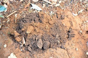 【人間心理学】期待しないの意味・・・?ゴーレム効果とは?