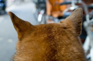 【行動心理学】安心感を求めている?無意識に耳を触る癖、しぐさの意味とは?