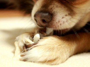 【行動心理学】男性に多い?鼻を触るしぐさは何かを隠している・・・