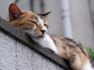 知っていて得しない役に立たないどうでもいい豆知識うんちく雑学まとめ へぇ1 知っていて得しない役に立たないどうでもいい豆知識うんちく雑学まとめ へぇ1