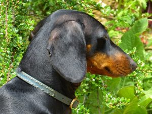 dachshund-123502_640